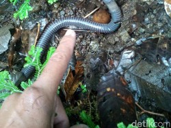 Cacing Sonari Banyak Diburu Warga Gunung Pangrango, Apa Manfaatnya?