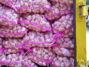 Darmin: Harga Bawang Putih Tidak Benar, Mendag Tolong Bereskan