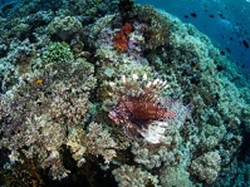 Kemenpar Berpeluang Boyong Ratusan Ribu Divers Malaysia