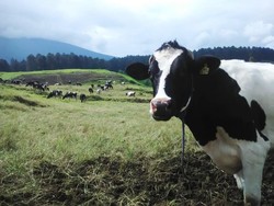 Bukan di Selandia Baru, Spot Fotogenik Ini Ada di Banyumas