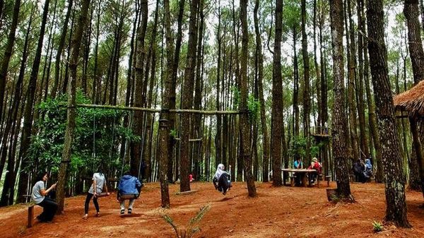 Foto: Hutan Pinus Pengger yang Instagramable di Bantul