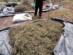 Bareskrim Musnahkan 16 Hektare Ladang Ganja di Aceh Besar