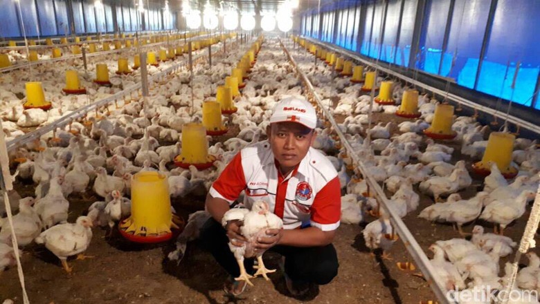 Cerita Mantan TKI Korsel Hadi Raup Untung Miliaran dari Ternak Ayam