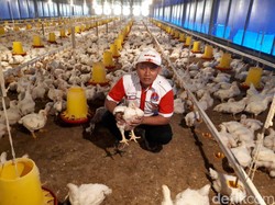 Cerita Mantan TKI Korsel Hadi Raup Untung Miliaran dari Ternak Ayam