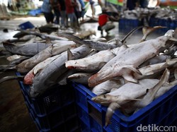 Ini Alasan Hiu Tak Boleh Dikonsumsi