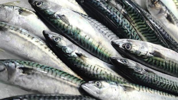 Ikan kembung