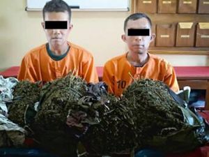 2 Pengedar Ganja di Aceh Ditangkap Polisi yang Menyamar 2 Pengedar Ganja di Aceh Ditangkap Polisi yang Menyamar