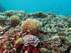 Ikuti Kontes Foto Bawah Laut Morotai dan Raih Hadiah Uang Tunai