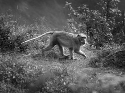 Crazy little thief called monkey.