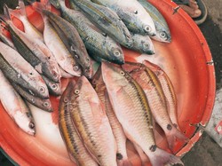 Daripada Ditenggelamkan, Ayo Masak Ikan!