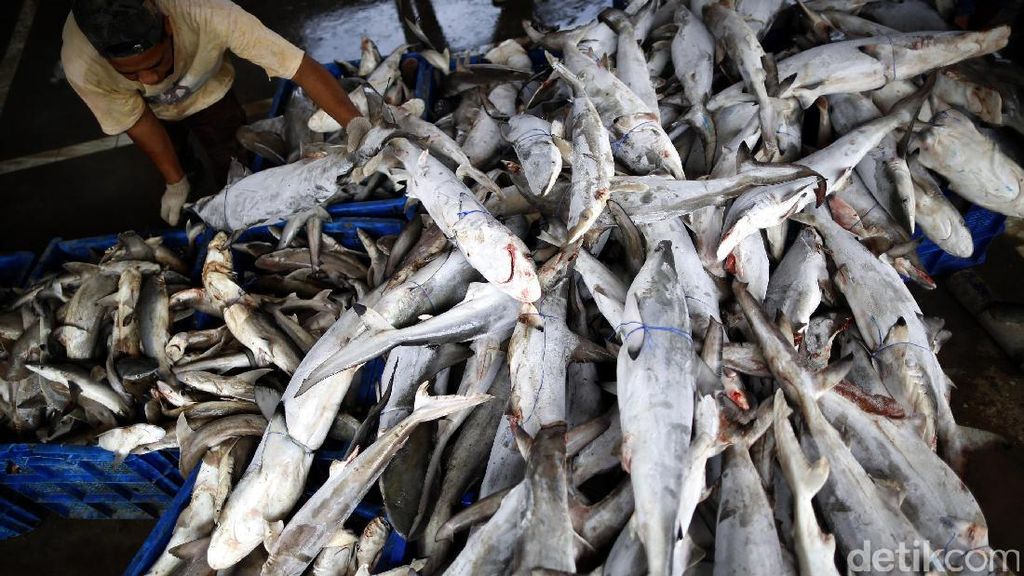 Maraknya Perdagangan Ikan Hiu di TPI Karangsong Maraknya Perdagangan Ikan Hiu di TPI Karangsong