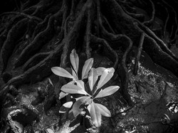 Akar Sumber Kehidupan