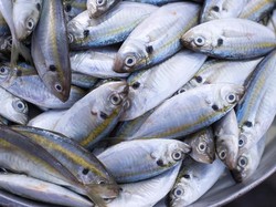 Ini Cara Olah Ikan Kembung Jadi Sajian Sedap