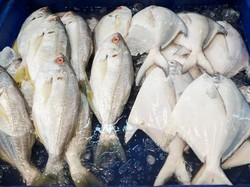 Kerapu dan Ekor Kuning, Jenis Ikan Ukuran Sedang yang Banyak Diminati