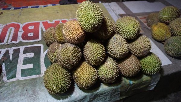 Wisata Malam di Pohuwato, Belah Durian Yuk!