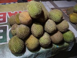 Wisata Malam di Pohuwato, Asyiknya Berburu Durian Mungil!