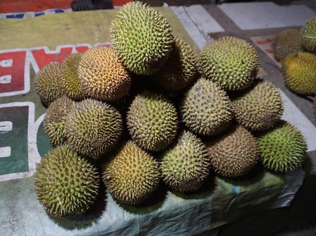 Wisata Malam di Pohuwato, Belah Durian Yuk! Wisata Malam di Pohuwato, Belah Durian Yuk!