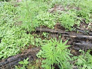 Jadi Bagian Sindikat 1 Ton Ganja, Yusuf-Dian Dijanjikan Rp 10 Juta