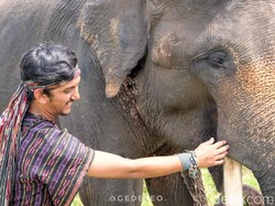 Lucunya Gajah di Lampung