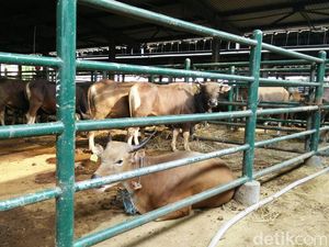 1.328 Sapi Siap Potong Dipasok ke Jakarta Hingga Lebaran