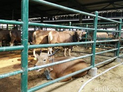 1.328 Sapi Siap Potong Dipasok ke Jakarta Hingga Lebaran