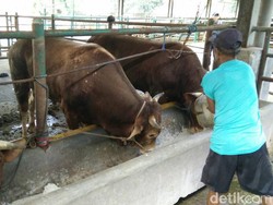 Ini Penampakan Sapi Siap Potong untuk Warga DKI Saat Ramadan