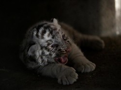 Harimau Putih Serang Penjaga Kebun Binatang Jepang Hingga Tewas