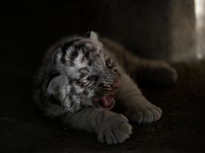 Harimau Putih Serang Penjaga Kebun Binatang Jepang Hingga Tewas Harimau Putih Serang Penjaga Kebun Binatang Jepang Hingga Tewas