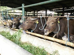 Sapi Siap Potong untuk DKI dari NTT, Dipasok Tiap 2 Minggu