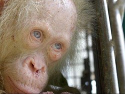 Orangutan Albino Langka di Kalimantan Akhirnya Diberi Nama Alba