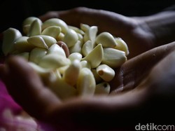 Harga Bawang Putih Masih Rp 50.000/Kg