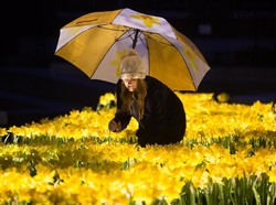 Ada Bunga Ajaib Bercahaya di Inggris