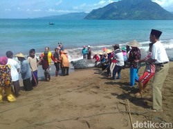 Oase di Tengah Paceklik Ikan Bagi Nelayan Trenggalek