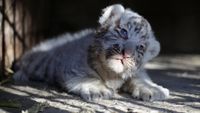 Melihat Gemasnya Anak Harimau Putih Siberia di Meksiko