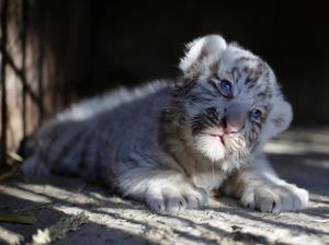 Apa Itu Konservasi: Eksitu dan Insitu, dan Lembaga Konservasi