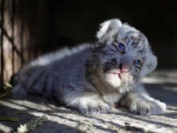 Apa Itu Konservasi: Eksitu dan Insitu, dan Lembaga Konservasi