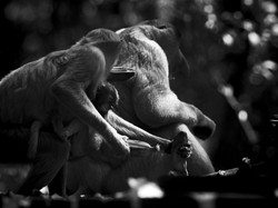 Keluarga Kecil Bekantan Dikawasan Konservasi