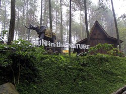 Dear Warga Jabodetabek, Ini 7 Hutan Pinus Buat Healing di Bandung
