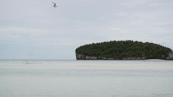 Pasir Timbul Raja Ampat yang Membawa Berkah