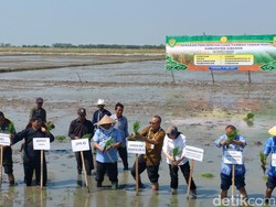16 Daerah di Jabar Serentak Percepatan Tambah Luas Tanam Padi