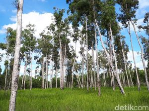 Mau Mengunjungi Ujung Timur Indonesia? Baca Dulu 5 Tips Ini