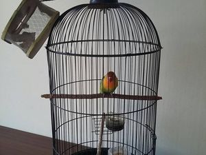 Burung Cinta dari Tangerang Ini Diselamatkan dari Tangan Pencuri