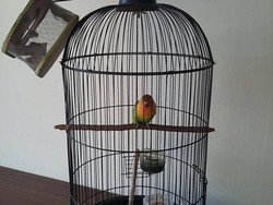 Burung Cinta dari Tangerang Ini Diselamatkan dari Tangan Pencuri
