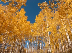 Hutan di Amerika Simpan Pohon Tertua di Dunia