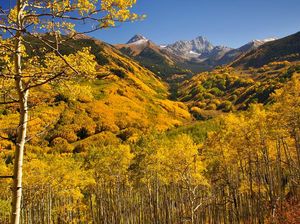 Ilmuwan Ungkap 9.200 Spesies Pohon Masih Misterius di Bumi