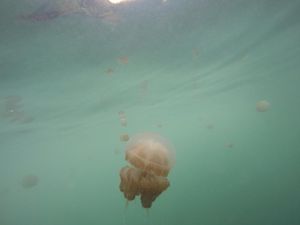 Berenang Bareng Ubur-ubur yang Tak Menyengat di Kakaban