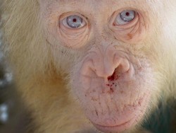Kondisi Orangutan Albino di Kalimantan Membaik