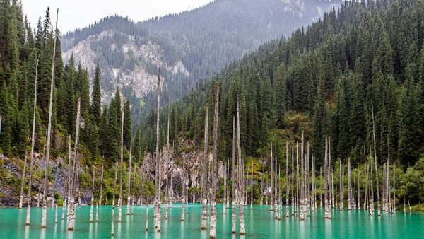 Foto: Bukan Ikan, Danau Ini Berisi Hutan