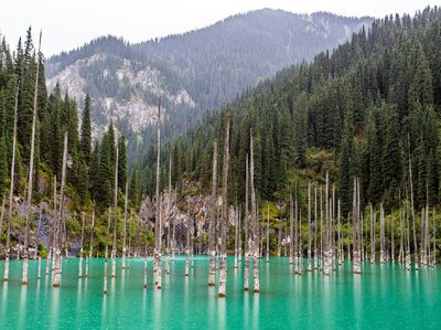 Foto: Bukan Ikan, Danau Ini Berisi Hutan