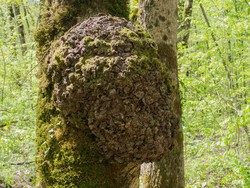 Apakah Tumbuhan Juga Bisa Kena Kanker?